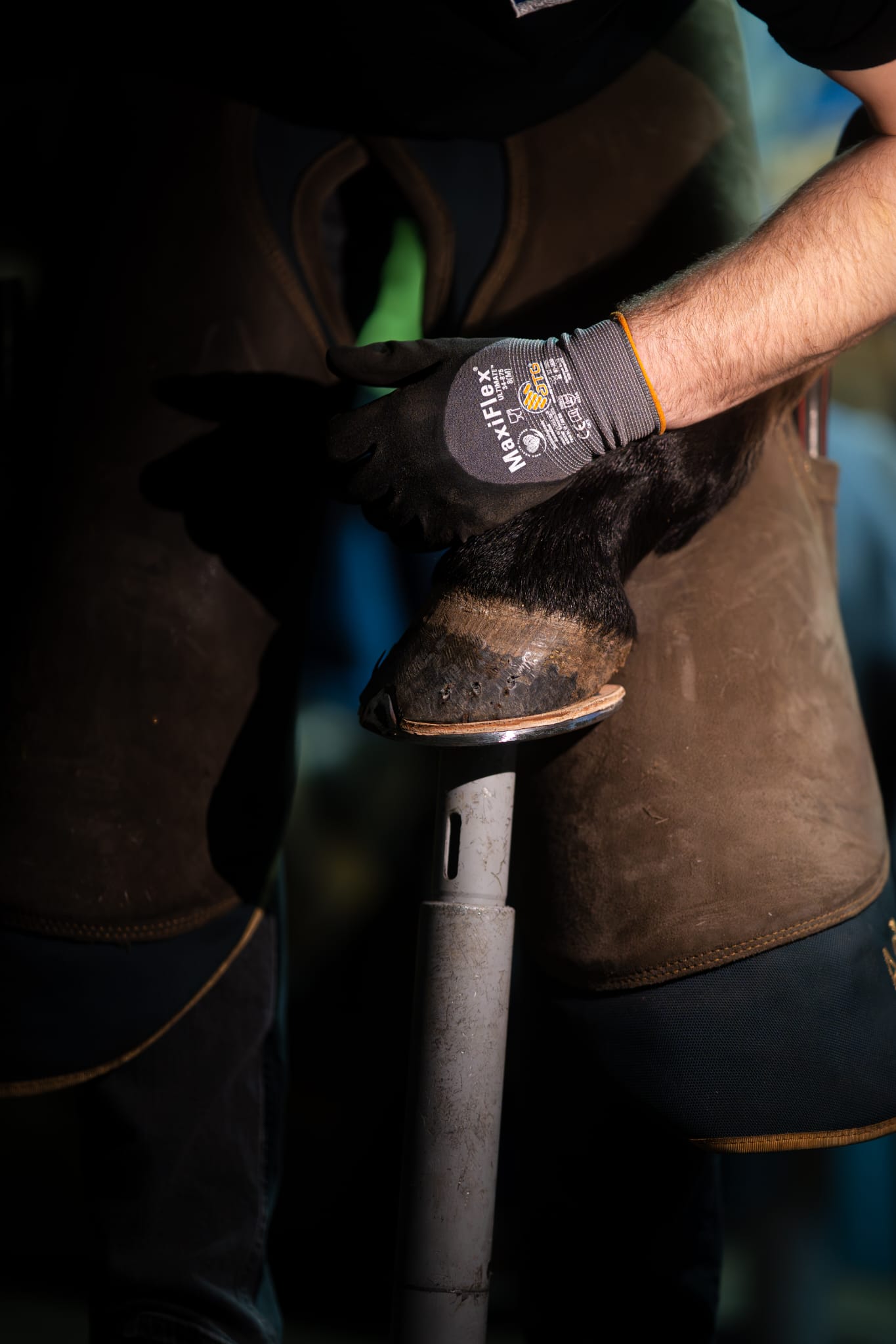 Professioneller Hufbeschlag